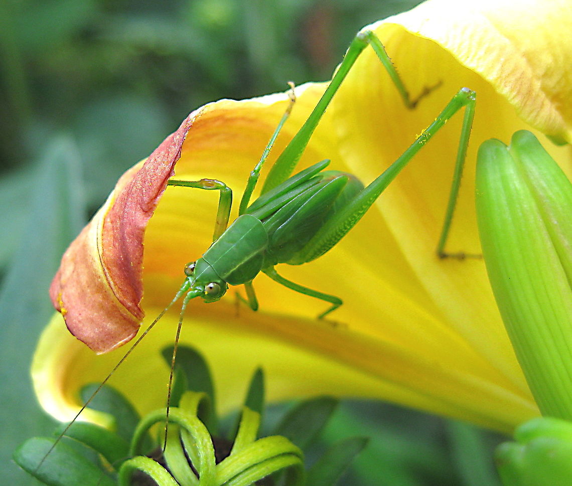 Who's under a daylily? This adorable critter is hanging out underneath a Frans Hals dwarf daylily (Hemerocallis &#039;Frans Hals&#039;) in my Kane PA garden. I have to smile when I look at it.......it just appears to me that there is &quot;something wrong&quot; with this little dude. It&#039;s eyes look &quot;silly&quot;!!!!!!!!!! Fall,Geotagged,United States