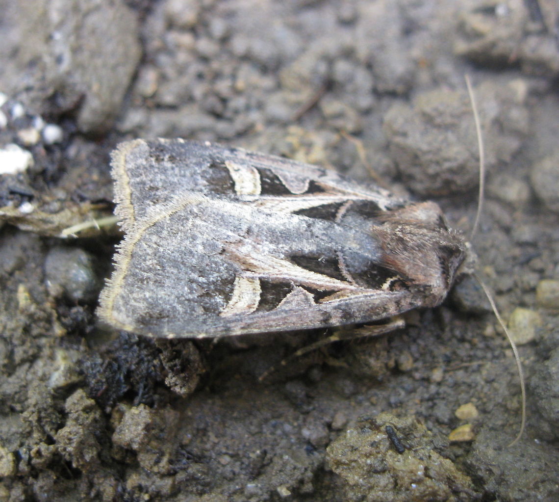 Confused Dart moth, aka, Tricose Dart (Feltia tricosa) This moth landed in my garden and sat on the ground long enough for me to grab my camera and get this photo before he flew away. I am hoping to see him again so that I can get a better shot of him, maybe with outspread wings. Feltia tricosa,Geotagged,Summer,United States