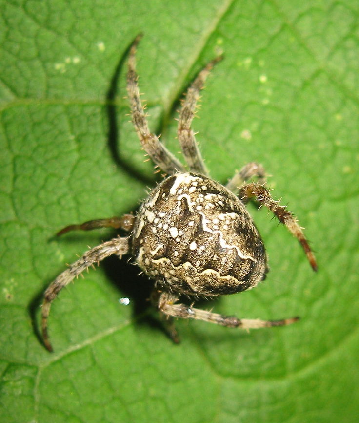 Cross orb weaver spider (Araneus diadematus) Just another beautiful spider in my Kane PA garden. Araneus diadematus,European garden spider,Geotagged,Summer,United States