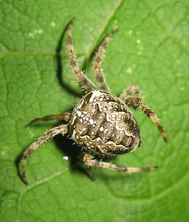 Cross orb weaver spider (Araneus diadematus) Just another beautiful spider in my Kane PA garden. Araneus diadematus,European garden spider,Geotagged,Summer,United States
