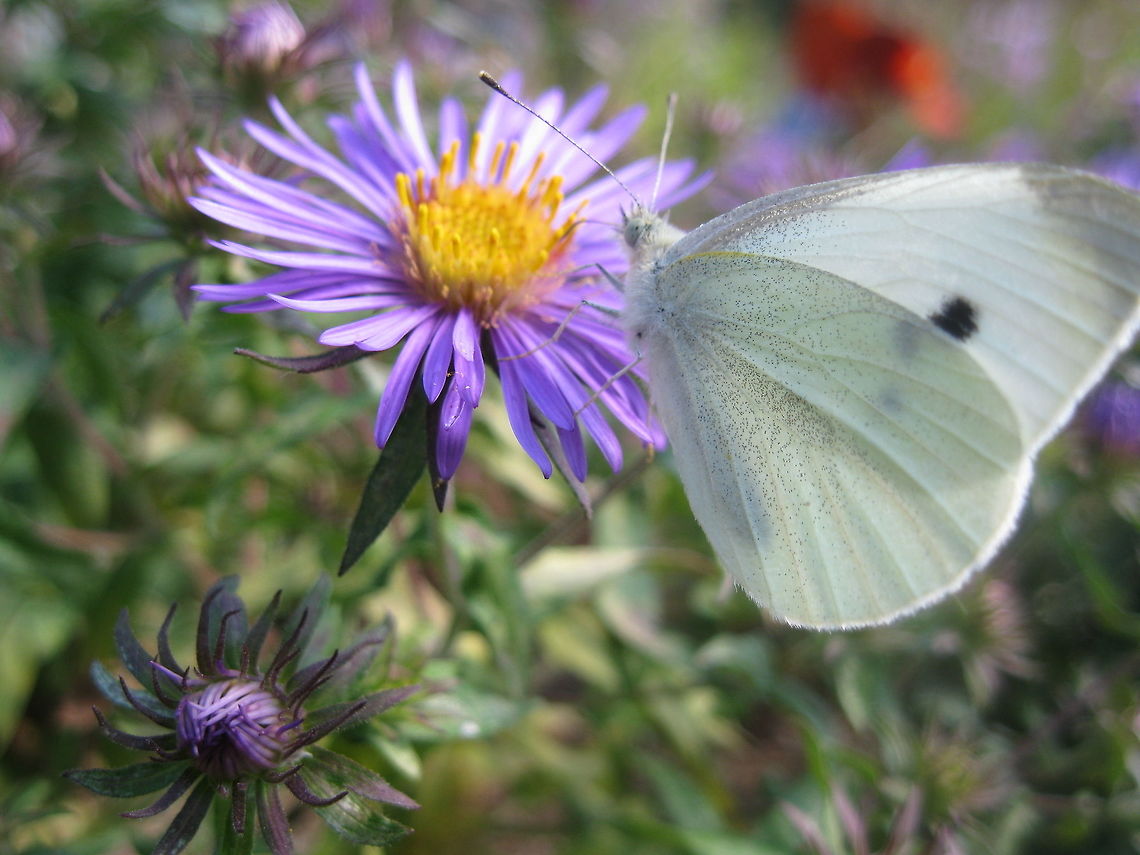 Cabbage White butterfly (Pieris rapae) on purple aster (Symphyotrichum puniceum). The Cabbage White butterfly is pretty to look at but cause considerable damage to cabbage crops, making it a &quot;pesty&quot; introduced species to North America. Geotagged,Pieris rapae,Small White,Summer,United States
