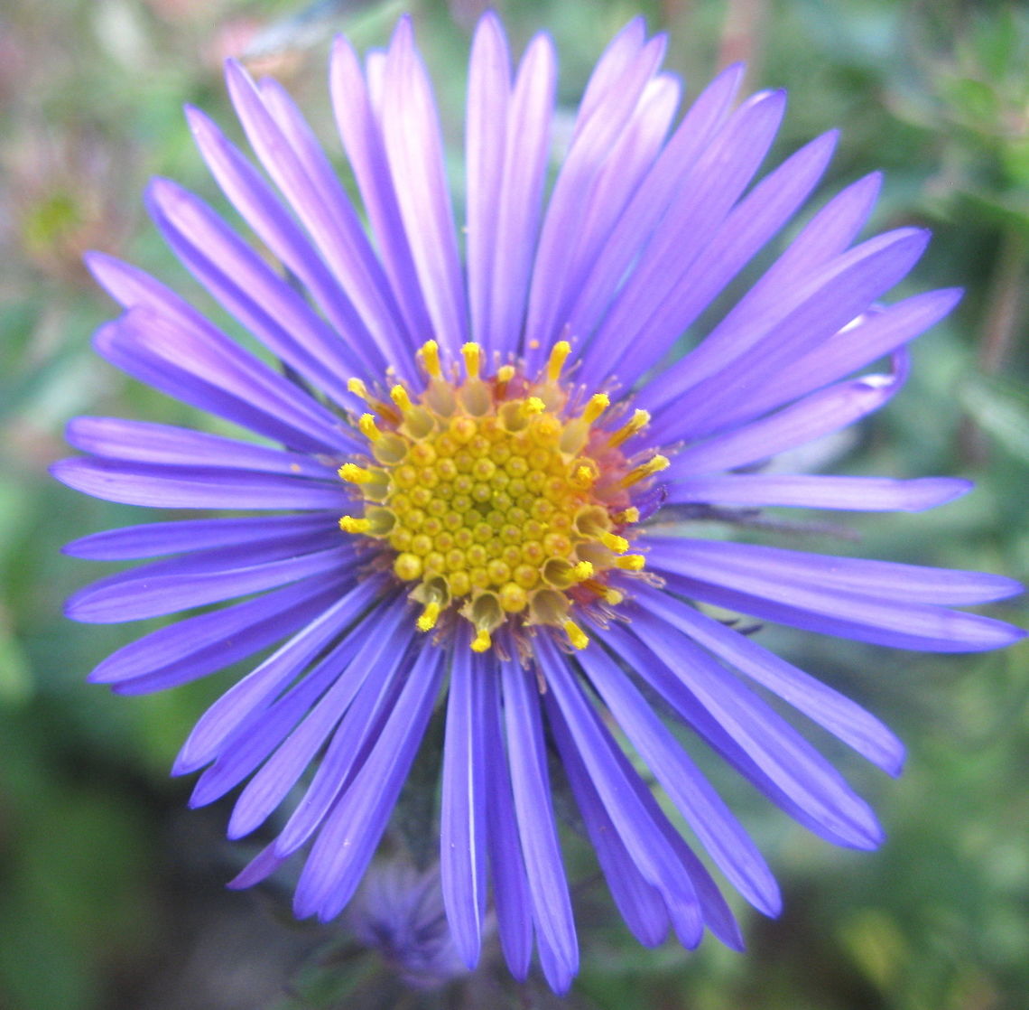 Pretty purple aster (Symphyotrichum puniceum) A wonderful fall flower, purple aster grows in open fields, along highways and in flower gardens across the Eastern United States.  Geotagged,Purplestem aster,Summer,Symphyotrichum puniceum,United States
