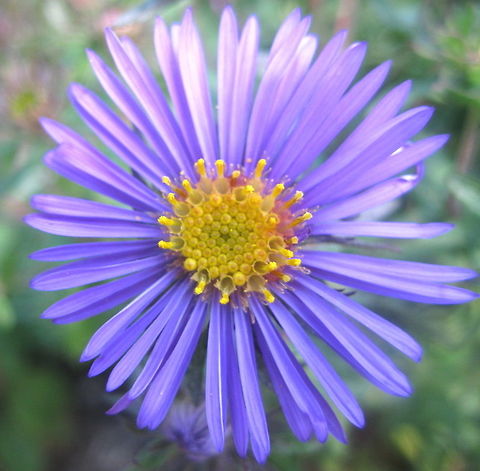 Pretty purple aster (Symphyotrichum puniceum) A wonderful fall flower, purple aster grows in open fields, along highways and in flower gardens across the Eastern United States.  Geotagged,Purplestem aster,Summer,Symphyotrichum puniceum,United States