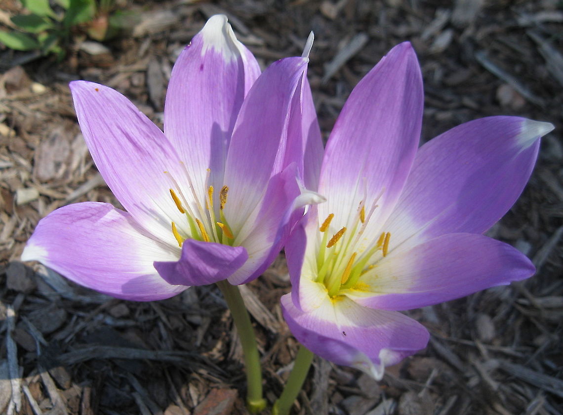 Autumn crocus (Colchicum autumnale) Huge crocus-like flowers that are poisonous. Autumn crocus,Colchicum autumnale,Geotagged,Summer,United States