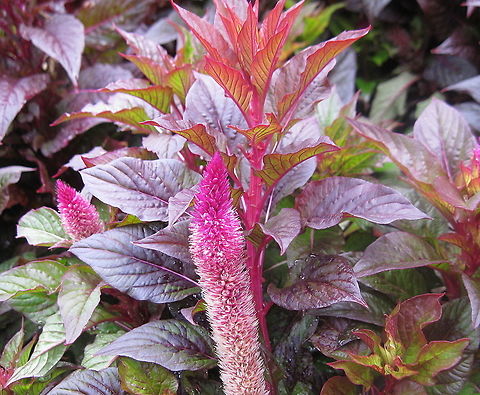 Plumed cockscomb (Celosia argentea) This ornamental plant has plume-like flowers and pretty colored foliage. Celosia argentea,Geotagged,Plumed cockscomb,Summer,United States