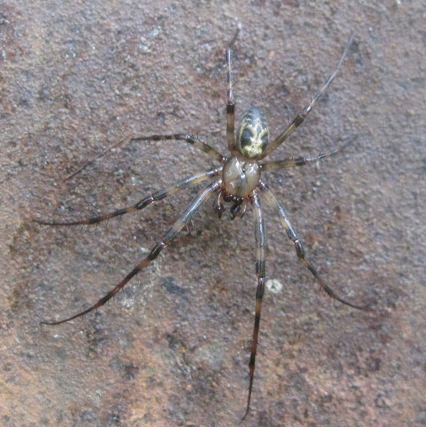 Cave orb weaver spider (Meta ovalis) This is a cave orb weaver spider. Photo taken in my Kane PA garden several years ago and I was just recently able to ID it. Fall,Geotagged,Meta ovalis,United States