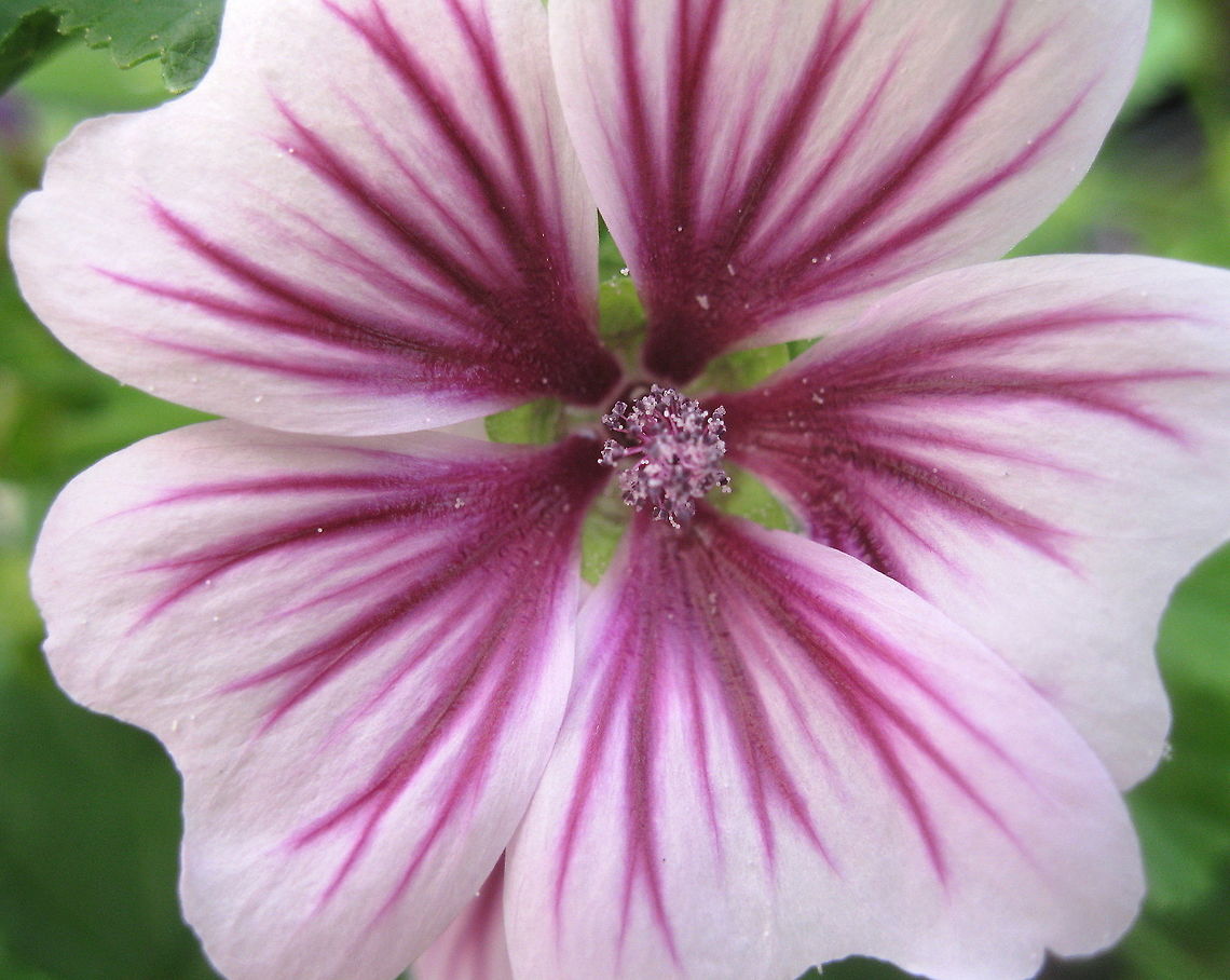French hollyhock or "Zebrina" mallow (Malva sylvestris) This beautiful lilac mallow bloom with deep purple veins is a cousin to the hollyhock flower.  Geotagged,Malva sylvestris,Summer,United States