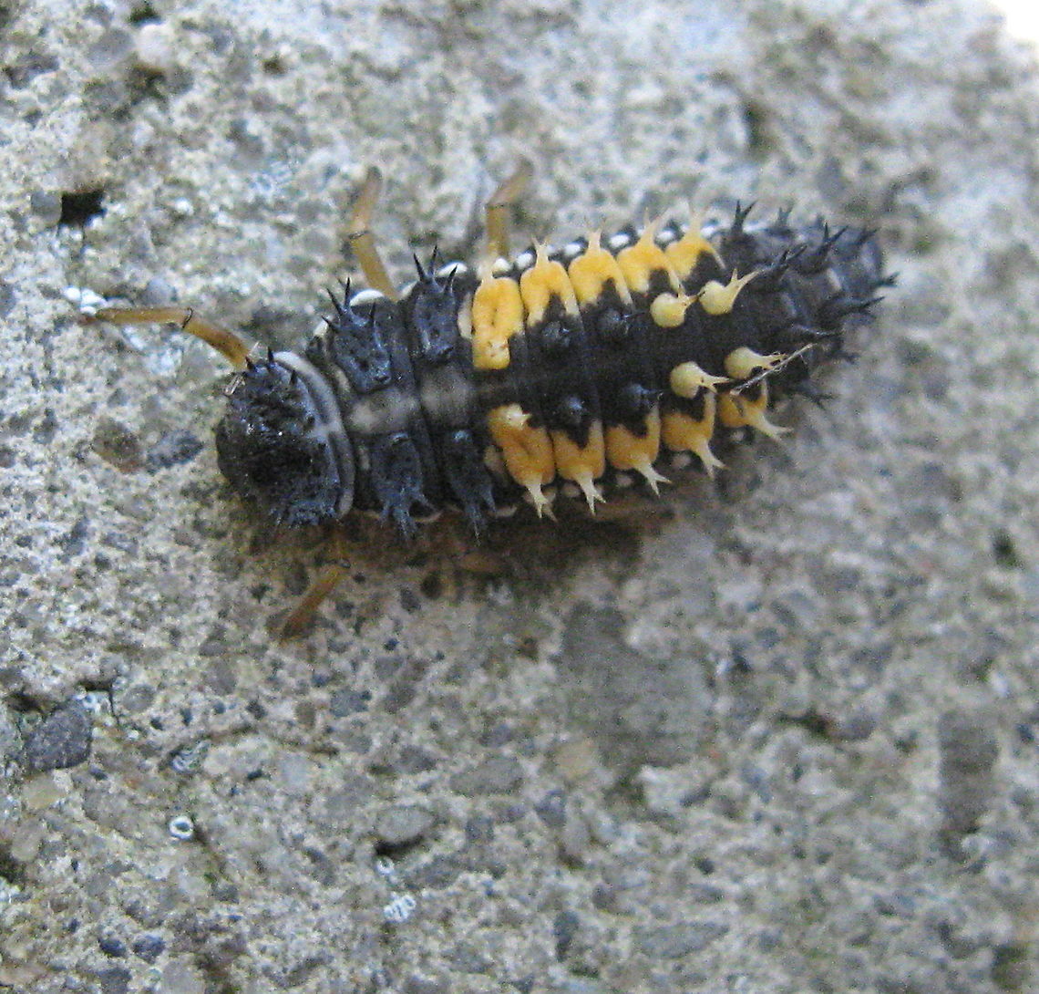 Harlequin ladybird beetle larva (Harmonia axyridis) When I first saw this little alligator looking thing, it was drinking sugar water from the hummingbird feeder. I must admit that I was somewhat shocked to learn that it would soon be a ladybug. I have seen thousands of these beetles throughout the years but this is the first time I have seen it in this stage of its life.  Geotagged,Harmonia axyridis,Summer,United States
