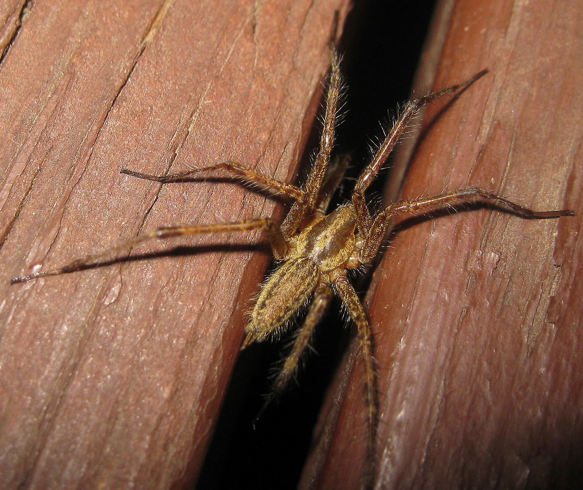 Carolina wolf spider (Hogna carolinesis, previously known as Lycosa carolinesis) The Carolina wolf spider is nocturnal and rarely seen during daylight hours. Unlike other spiders that catch prey in their webs, the wolf spider hunts its prey, hence the name &quot;wolf&quot;. Geotagged,Hogna carolinensis,United States,Winter
