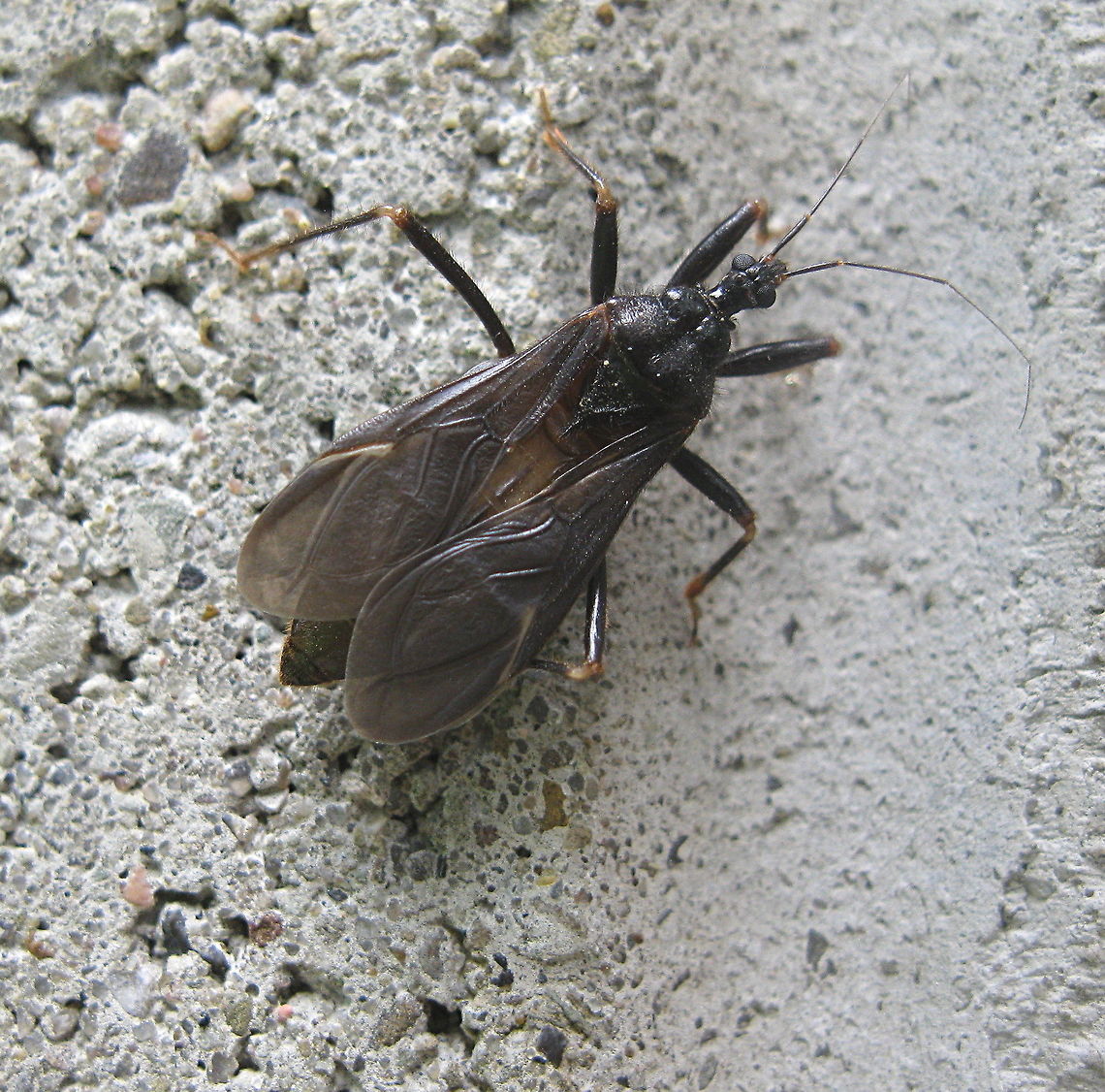 Masked hunter insect (Reduvius personatus)  Geotagged,Masked hunter,Reduvius personatus,United States,Winter