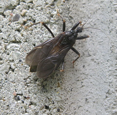 Masked hunter insect (Reduvius personatus)  Geotagged,Masked hunter,Reduvius personatus,United States,Winter