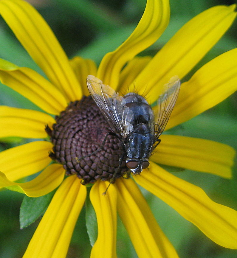 Flesh fly on Black-eyed susan (Rudbeckia) Flesh fly on a black-eyed susan in my Kane PA garden. Black-eyed Susan,Geotagged,Rudbeckia hirta,Summer,United States