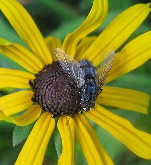 Flesh fly on Black-eyed susan (Rudbeckia) Flesh fly on a black-eyed susan in my Kane PA garden. Black-eyed Susan,Geotagged,Rudbeckia hirta,Summer,United States