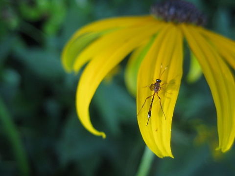Ichneumon_wasp  Geotagged,Summer,United States