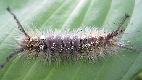 Variable Tussock moth caterpillar (Dasychira vagans) Another fabulous caterpillar found in my Kane PA garden. Dasychira vagans,Geotagged,Summer,United States,moth week 2018