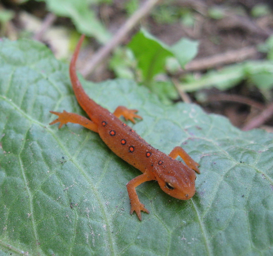 Red-spotted Newt (Notophthalmus viridescens), terrestrial (juvenile) eft I found this sweet little guy in my back yard this morning. He wasn&#039;t warm enough to move yet so I held him in my hand for a minute or two. Then I set him on a leaf and got his shot before he crawled off into the tall grass. Eastern newt,Fall,Geotagged,Notophthalmus viridescens,United States,red eft,red-spotted newt