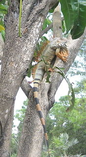 Green Iguana (aka, American Iguana), Iguana iguana hanging out in Key West Florida. This is Jeffrey, a green iguana that I came across in Key West Florida while on vacation there. Native to Central and South America, they are referred to being "feral" in the Florida Keys. Geotagged,Green iguana,Iguana iguana,United States,Winter