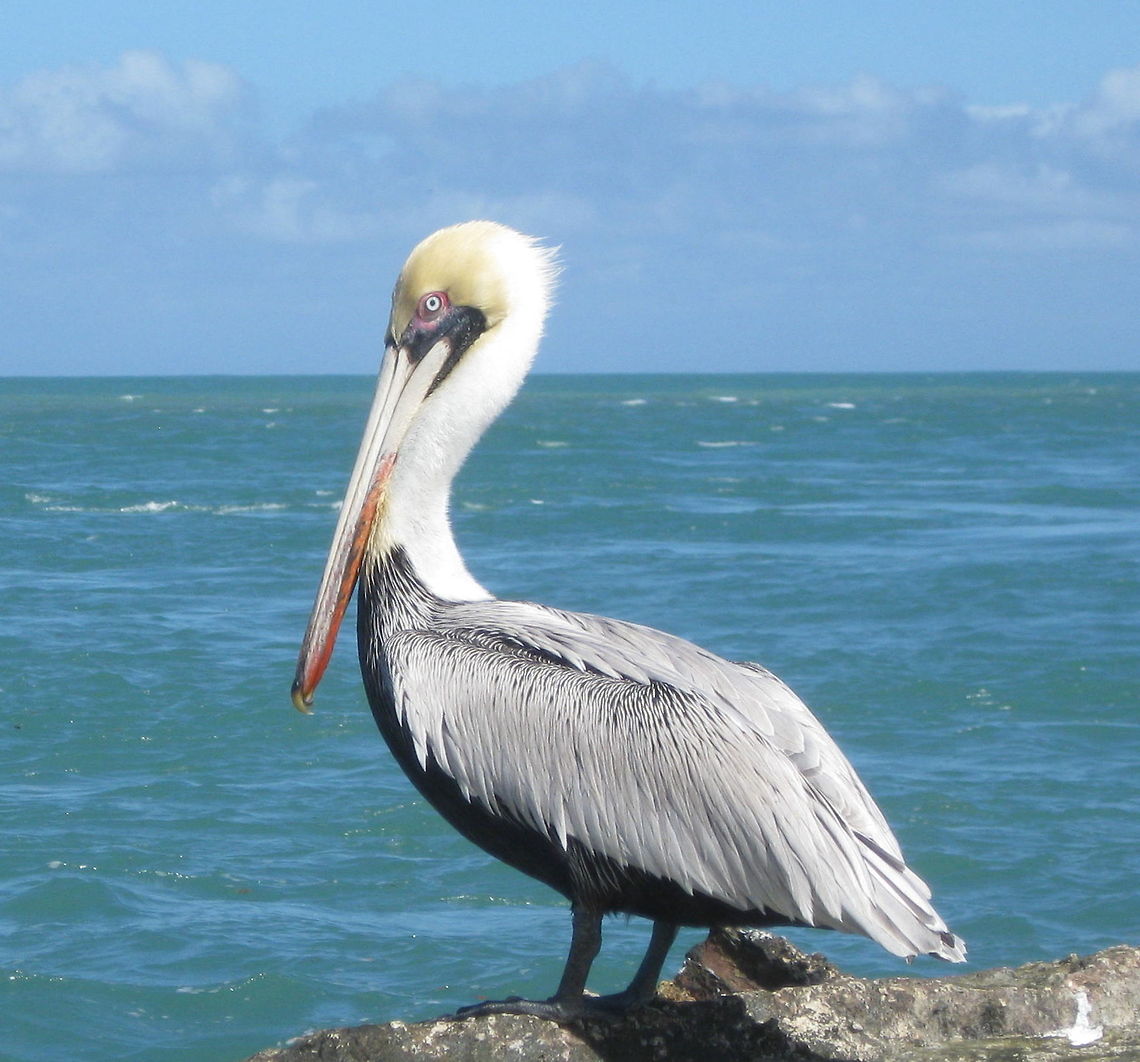 Brown pelican, Pelecanus occidentalis Brown pelican in Key West Florida. Brown pelican,Geotagged,Pelecanus occidentalis,United States,Winter