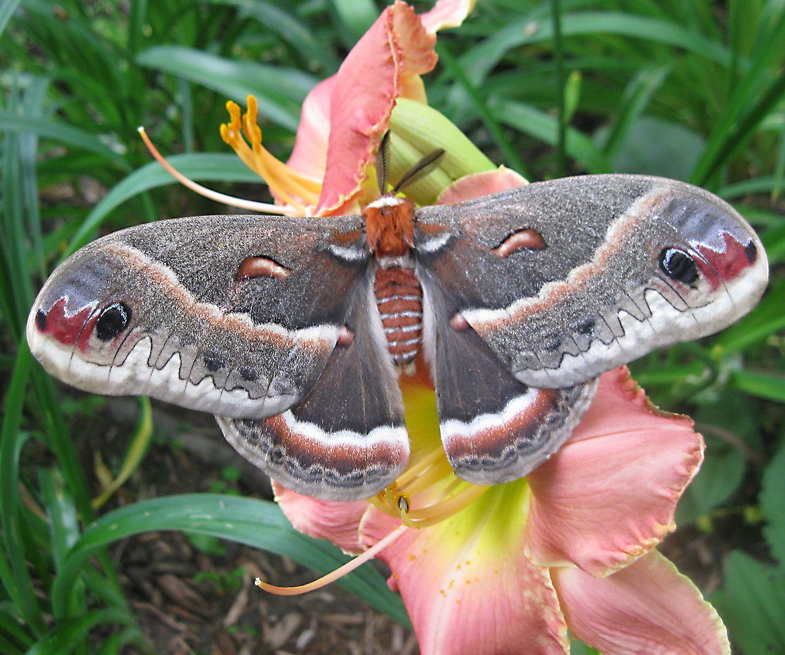 Giant silk moth (Hyalophora cecropia) This gorgeous giant silk moth visited my garden and posed on a daylily for me. Cecropia Moth,Geotagged,Hyalophora cecropia,Summer,United States