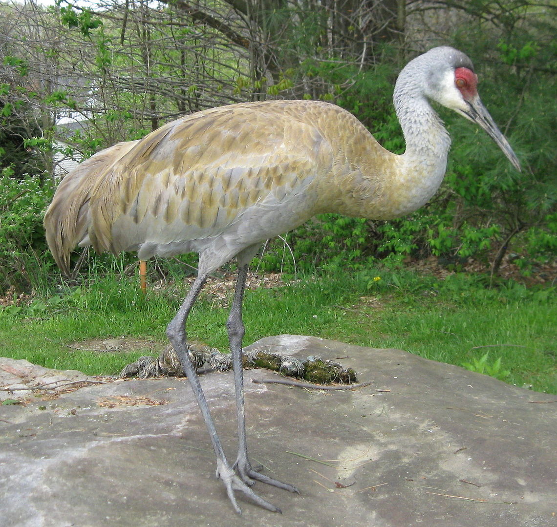 Sandhill crane (Antigone canadensis) While doing some yard work, I turned to see this beauty standing beside me, seemingly, without a care in the world. I was able to take several photos of this magnificent bird. I was left wondering why it was in my neighborhood. Antigone canadensis,Geotagged,Grus canadensis,Sandhill Crane,Sandhill crane,Spring,United States