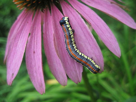 A colorful beauty on a colorful beauty! This multi-colored caterpillar is a Brown-hooded Owlet moth caterpillar, resting on a colorful beauty, Eastern Purple Coneflower (Echinacea purpurea). I can't help but wonder how such a colorful caterpillar turns into a fairly bland, brown moth. Isn't nature amazing? Brown-hooded Owlet,Cucullia convexipennis,Geotagged,Summer,United States
