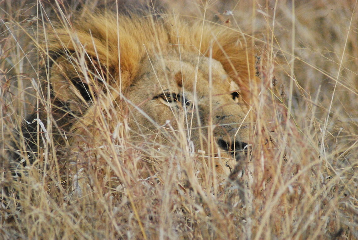 Just Chillin' Adult african lion watching the group from the safety of the grasslands Geotagged,Lion,Panthera leo,Swaziland