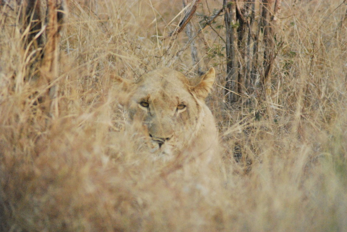Deep in concentration Female lioness closely watching me! Lion,Panthera leo
