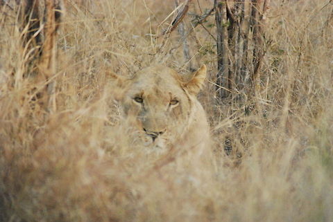 Deep in concentration Female lioness closely watching me! Lion,Panthera leo