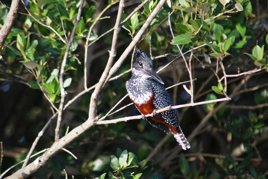 Giant Kingfisher Sitting in a Tree in St Lucia, South Africa Geotagged,Giant Kingfisher,Megaceryle maxima,South Africa