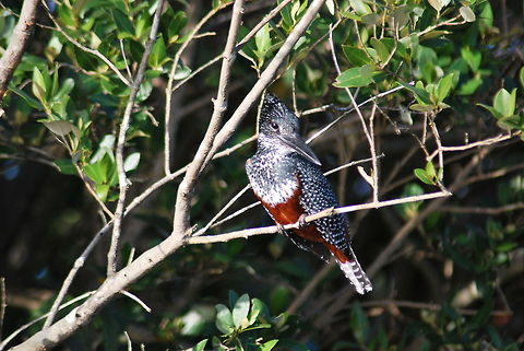 Giant Kingfisher Sitting in a Tree in St Lucia, South Africa Geotagged,Giant Kingfisher,Megaceryle maxima,South Africa