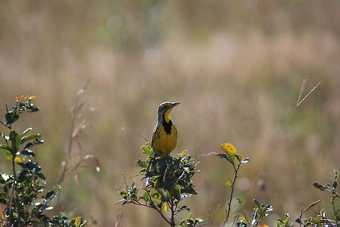 Perched on a bush!  Geotagged,Macronyx croceus,South Africa,Yellow-throated Longclaw
