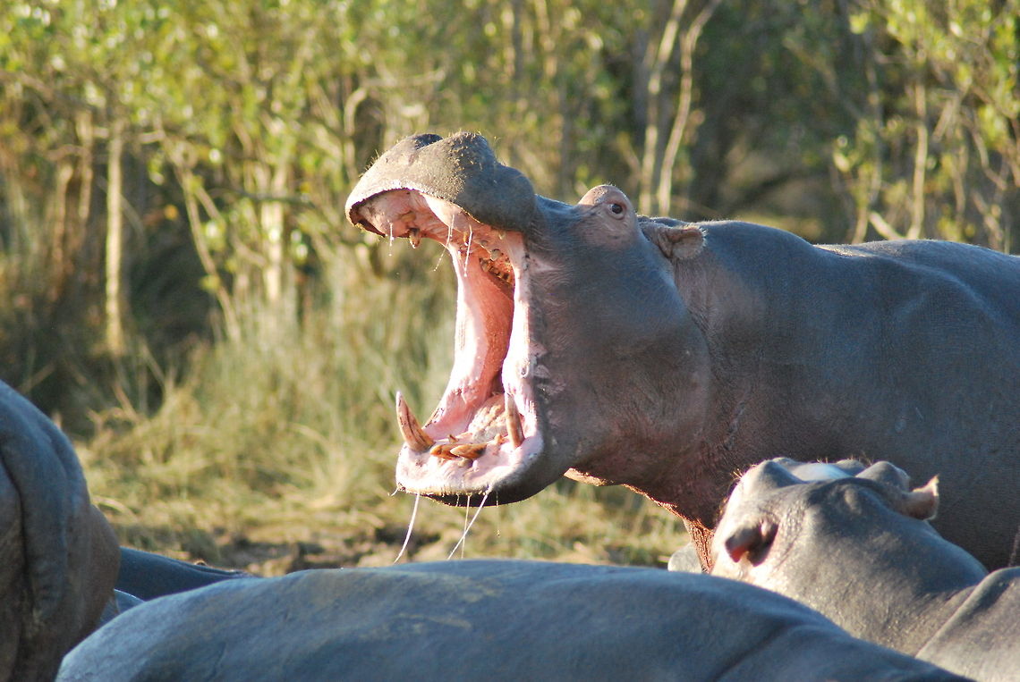 What Big Teeth you have...  Hippopotamus,Hippopotamus amphibius