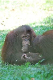 DSC_0289  Bornean orangutan,Pongo pygmaeus
