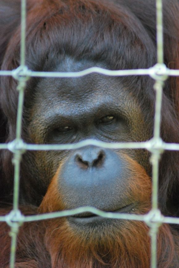 DSC_0219  Pongo abelii,Sumatran orangutan
