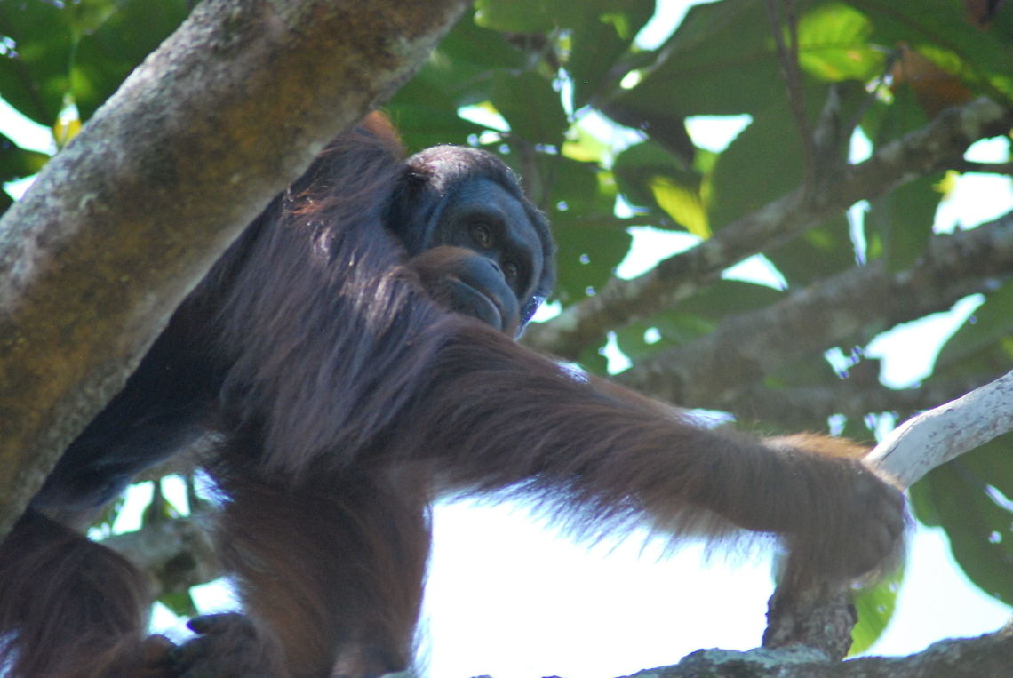 DSC_0225  Pongo abelii,Sumatran orangutan