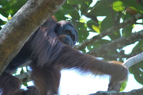 DSC_0225  Pongo abelii,Sumatran orangutan