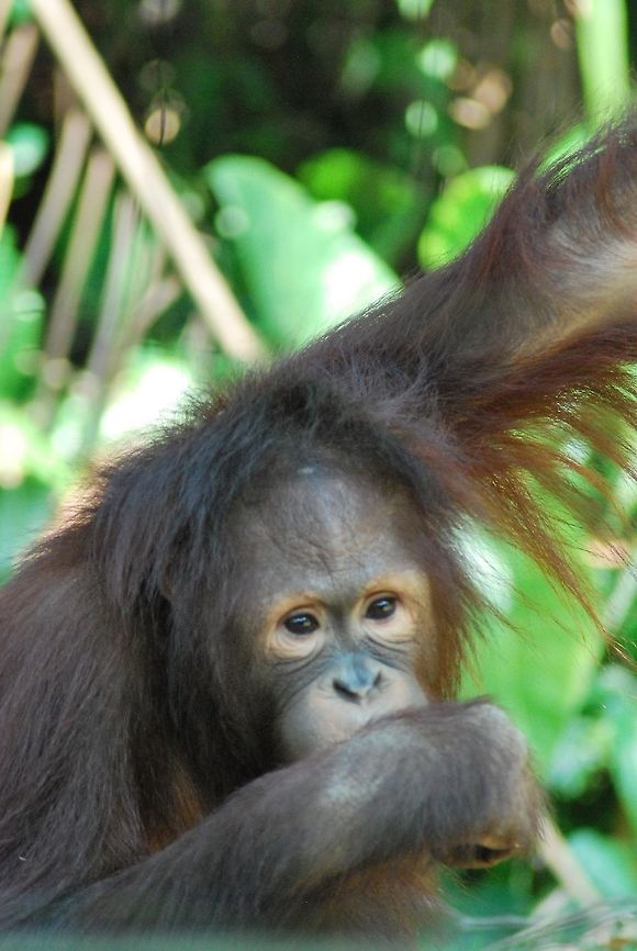Orangutan But I am not sure if it is a Pongo pymaeus or Pongo abelii  Bornean orangutan,Pongo pygmaeus