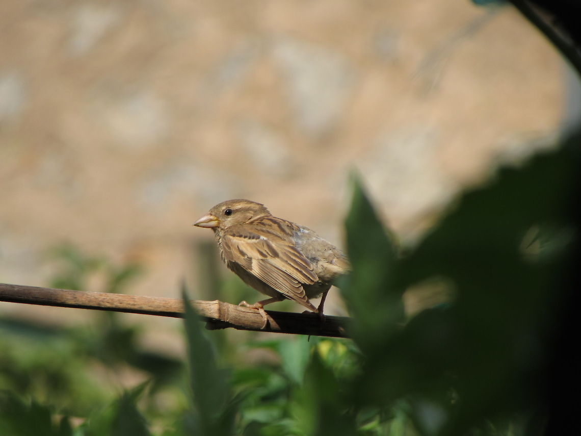 Spanish Sparrow in a Garden Spanish Sparrow Geotagged,House sparrow,Passer domesticus,Passer hispaniolensis,Spain,spanish sparrow