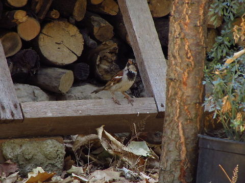 Looking Up - Spanish Sparrow Spanish Sparrow Geotagged,House sparrow,Passer domesticus,Passer hispaniolensis,Spain,spanish sparrow