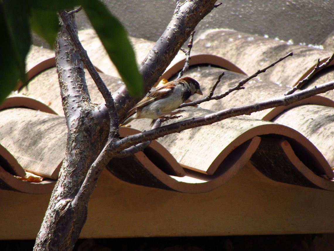 Just Before Takeoff - Spanish Sparrow This is a picture of a Spanish Sparrow taken just before he was about to fly away, in a garden. Geotagged,House sparrow,Passer domesticus,Passer hispaniolensis,Spain,spanish sparrow