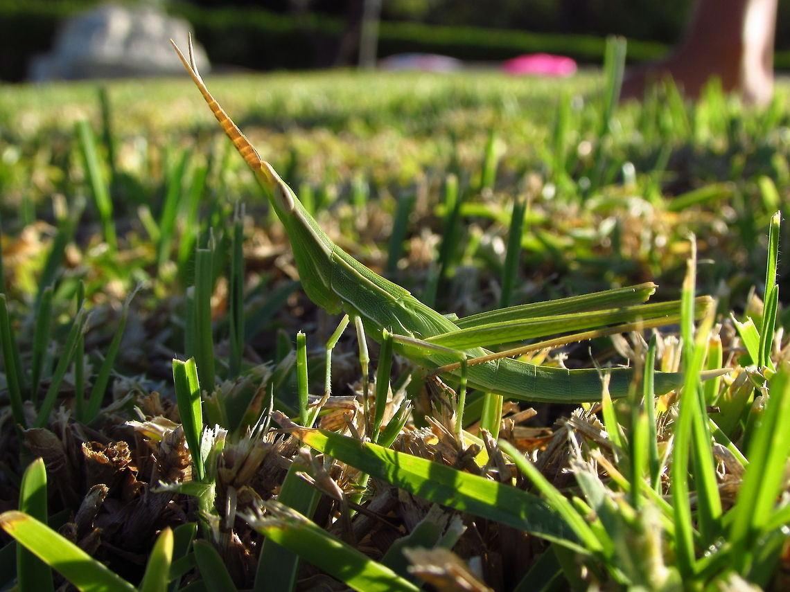 Camouflaged Grasshopper This camouflaged grasshopper was very difficult to photograph, as you should guess, because of her incredible resemblance with the grass around her, and, like all other grasshoppers,  she kept jumping all the time...<br />
Hope you like it! Acrida ungarica,Geotagged,Nosed Grasshopper,Spain