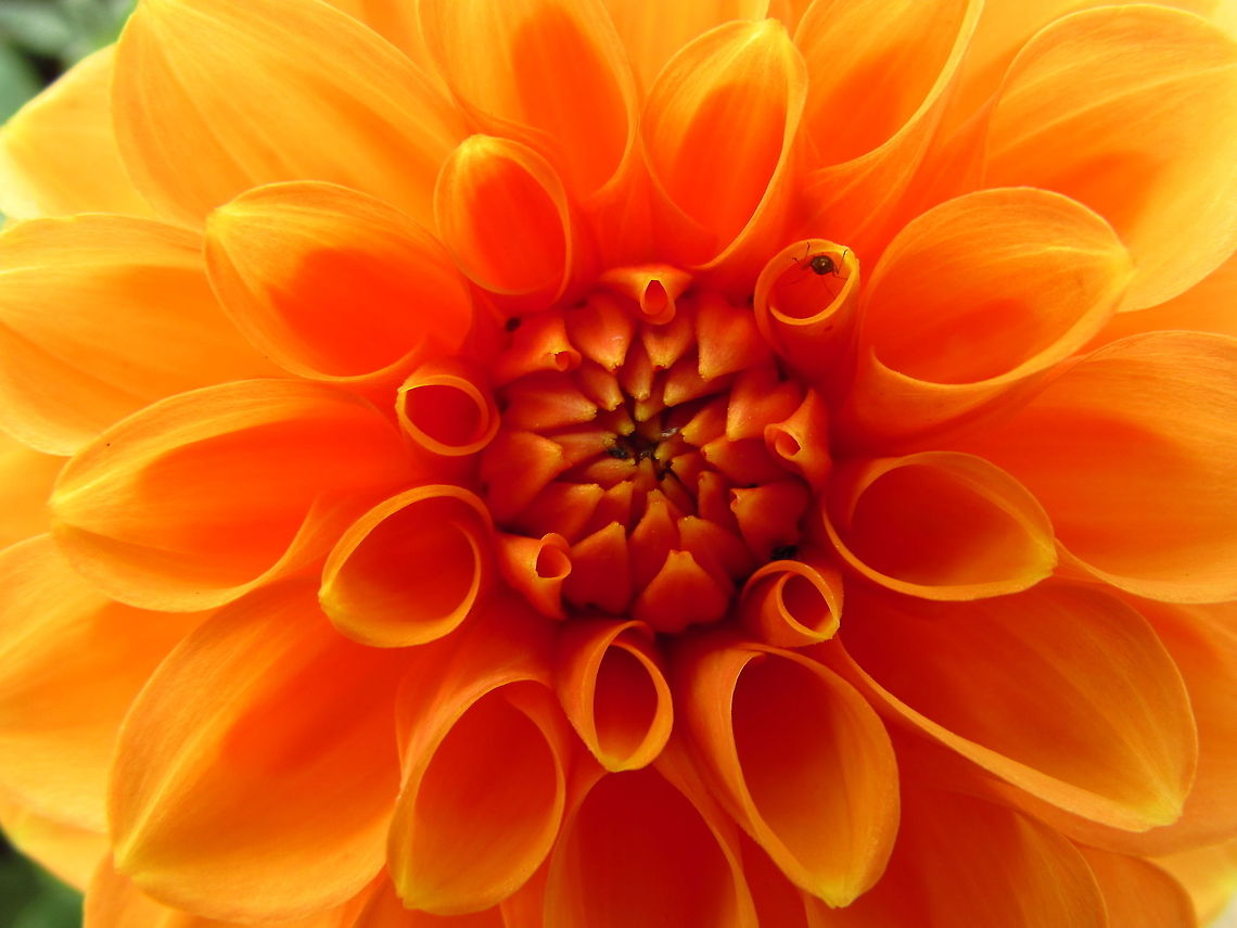 Rolled Petals Flower - Dahlia x Hortensis This flower had interesting &quot;rolled petals&quot;, which made cool patterns. Hope you like it. Dahlia x hortensis Guillaumin,France,Geotagged,flower