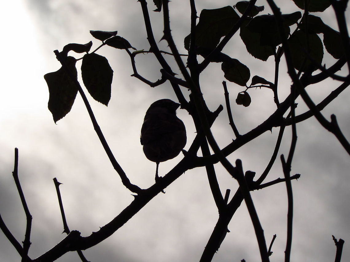 Home Sparrow The silhouette of a home sparrow standing on a branch. France,Geotagged,House sparrow,Passer domesticus,silhouette