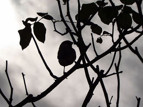 Home Sparrow The silhouette of a home sparrow standing on a branch. France,Geotagged,House sparrow,Passer domesticus,silhouette
