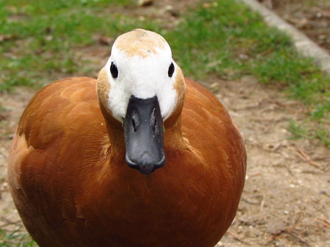Orange Duck Face to Face These ducks were wandering in the park and easily came close to people. It was easy to do this closeup picture without using big zoom (19mm). Hope you like. France,Geotagged,Ruddy Shelduck,Tadorna ferruginea