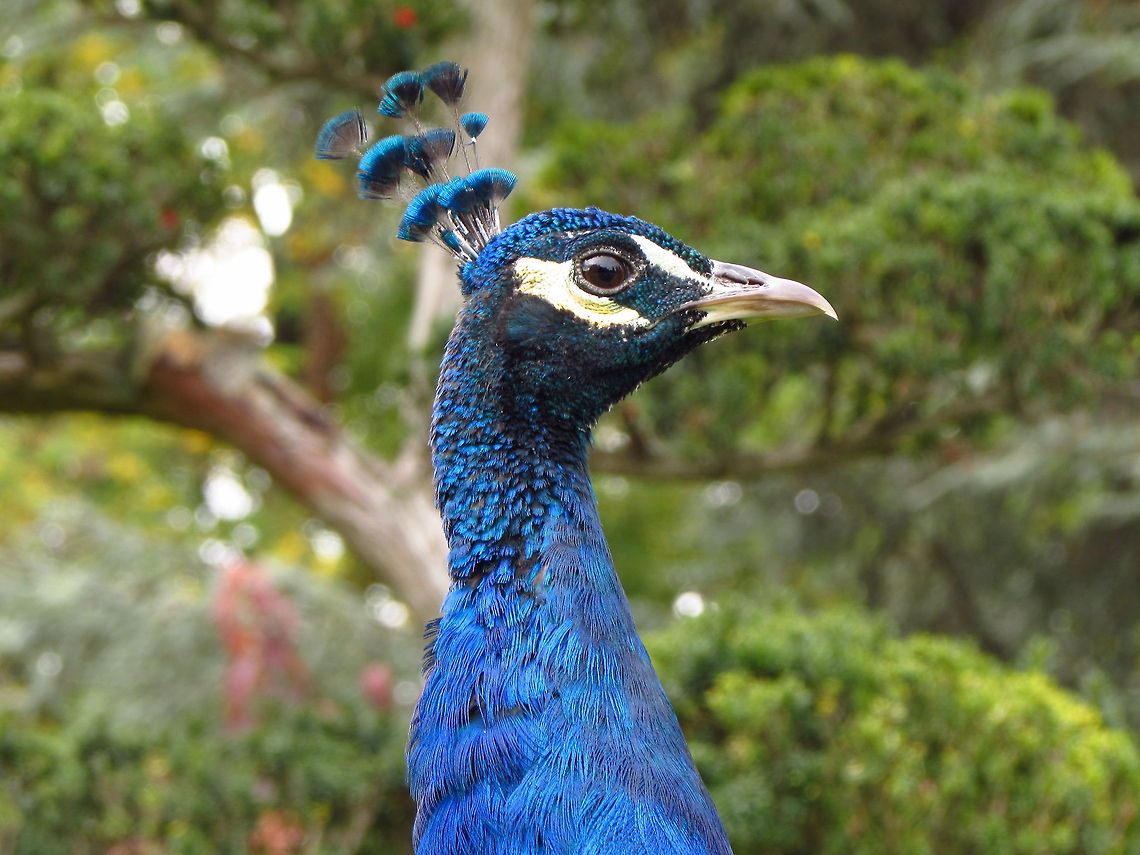 Indian Peackock - Head Detail These peacocks were roaming freely in the park and were not difficult to photograph. Hope you like.  Birds,France,Geotagged,Indian peafowl,Pavo cristatus