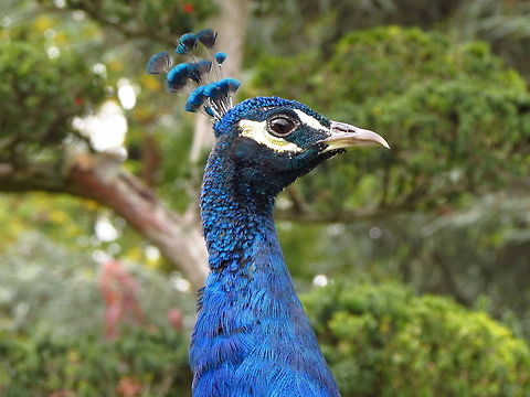 Indian Peackock - Head Detail These peacocks were roaming freely in the park and were not difficult to photograph. Hope you like.  Birds,France,Geotagged,Indian peafowl,Pavo cristatus