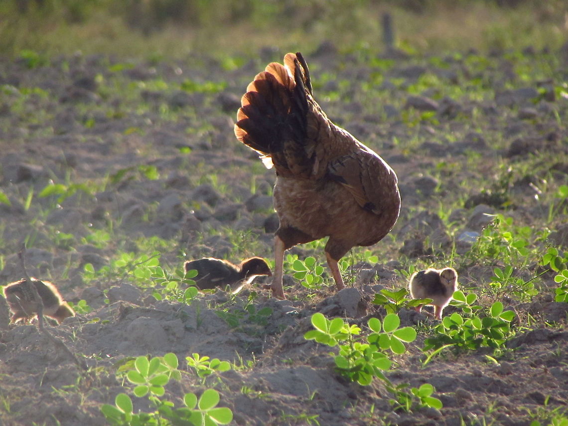 Hen with Chicks at Sunset A hen looking for food in a field in Cuba, at sunset Chicken,Cuba,Domestic Chicken,Gallus gallus,Gallus gallus var. domesticus,Geotagged