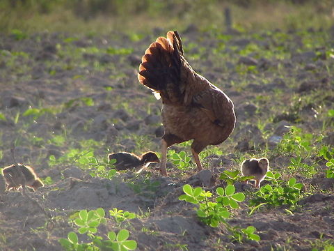 Hen with Chicks at Sunset A hen looking for food in a field in Cuba, at sunset Chicken,Cuba,Domestic Chicken,Gallus gallus,Gallus gallus var. domesticus,Geotagged
