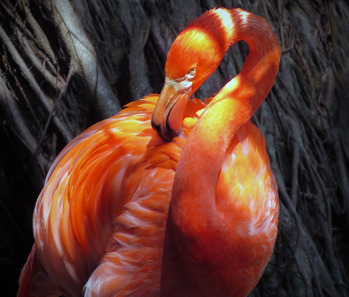 Flamingo Preening In Shade of Banyan Tree American Flamingo in the shade of a Banyan Tree, South Florida winter of 2014 American Flamingo,Geotagged,Phoenicopterus ruber,United States,Winter